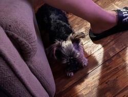 Reunited Male Dog last seen Washington st and nicholls rd, Wheatley Heights, NY 11798