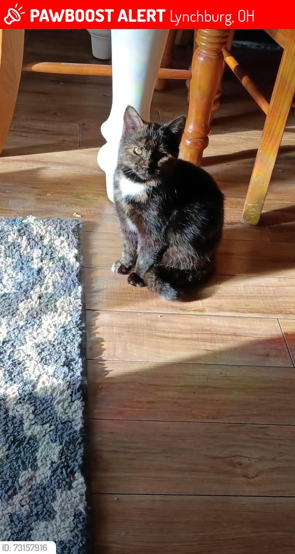 Lost Female Cat last seen Near short st Lynchburg oh, Lynchburg, OH 45142