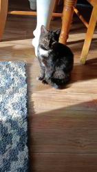 Lost Female Cat last seen Near short st Lynchburg oh, Lynchburg, OH 45142