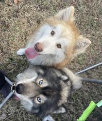 Lost Male Dog last seen Kuykendahl Rd Tomball TX, Willow Forest, TX 77375
