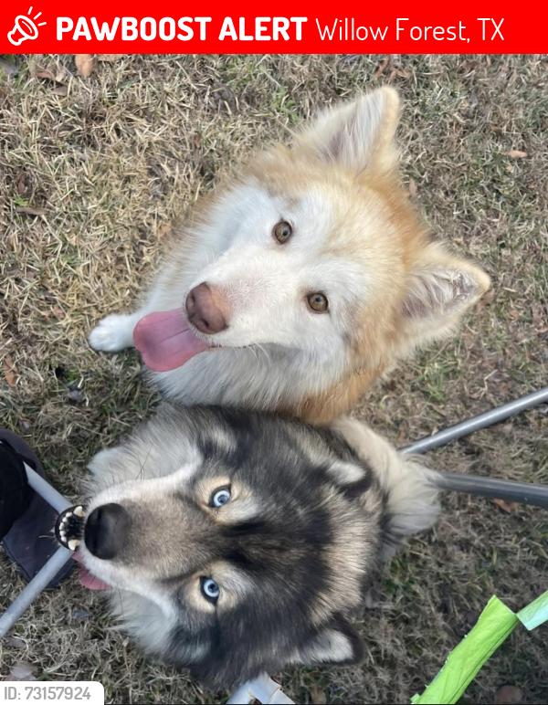 Lost Male Dog last seen Kuykendahl Rd Tomball TX, Willow Forest, TX 77375