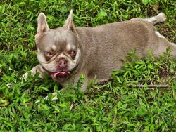 Reunited Female Dog last seen New Sharon church road, Orange County, NC 27278