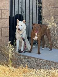 Found/Stray Unknown Dog last seen Wyburn lane and coral Victorville Ca, Victorville, CA 92394