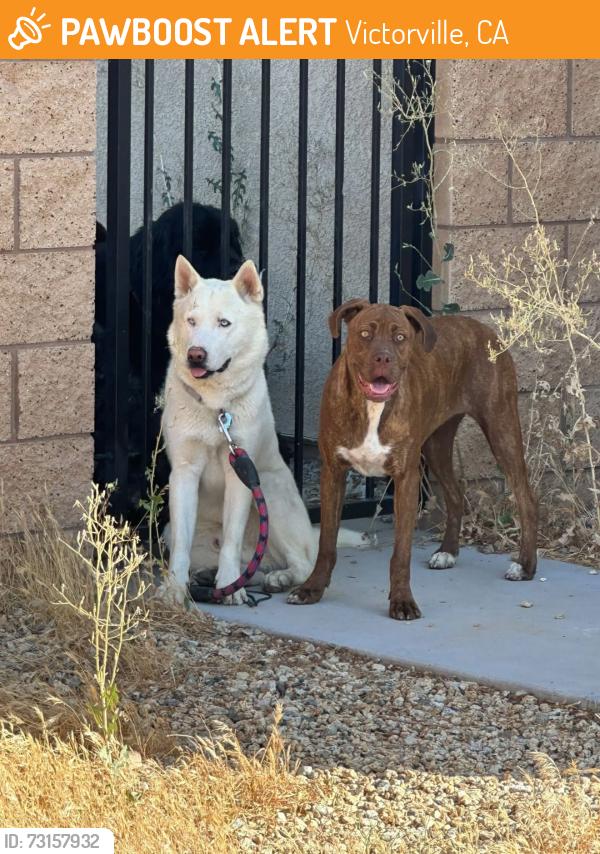 Found/Stray Unknown Dog last seen Wyburn lane and coral Victorville Ca, Victorville, CA 92394