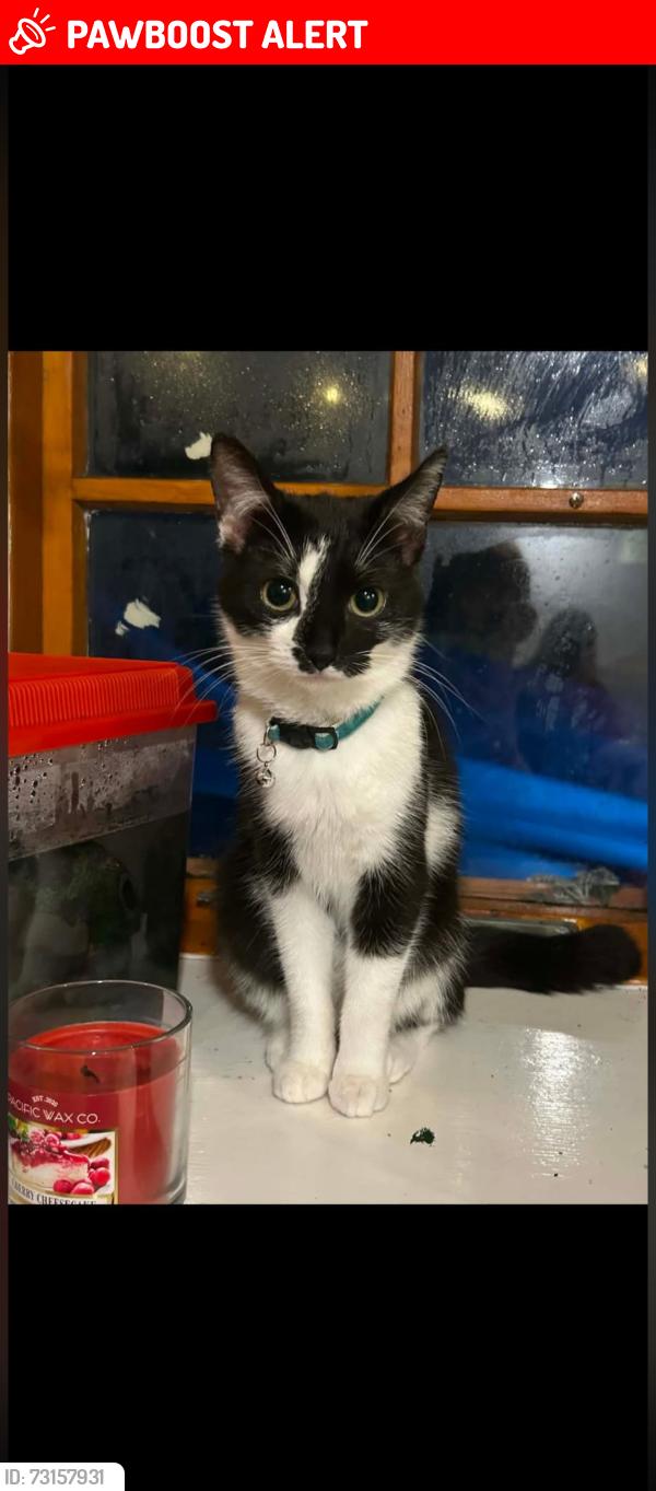 Lost Female Cat last seen Mid street, Portknockie, Scotland 