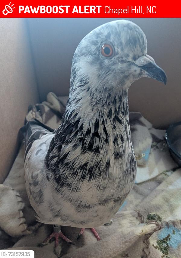 Lost Female Bird last seen Flew into the woods near the apmt, Chapel Hill, NC 27516