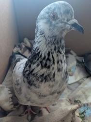 Lost Female Bird last seen Flew into the woods near the apmt, Chapel Hill, NC 27516