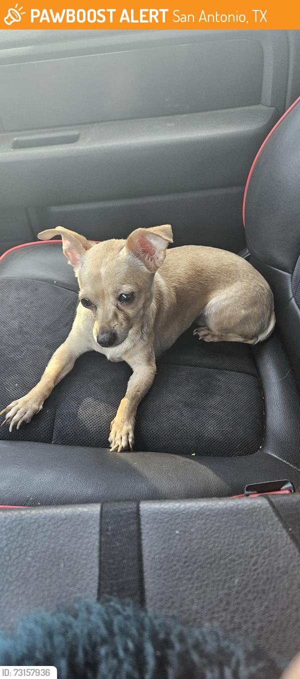 Found/Stray Female Dog last seen Guam, San Antonio, TX 78254