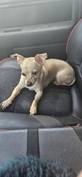 Found/Stray Female Dog last seen Guam, San Antonio, TX 78254