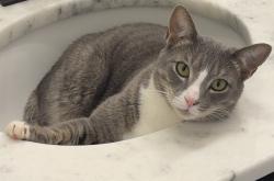 Lost Male Cat last seen Near Giant Shopping Center, Stafford County, VA 22405
