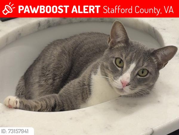 Lost Male Cat last seen Near Giant Shopping Center, Stafford County, VA 22405