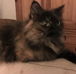 Lost Female Cat last seen 105th str ln se, Olympia, WA 98501