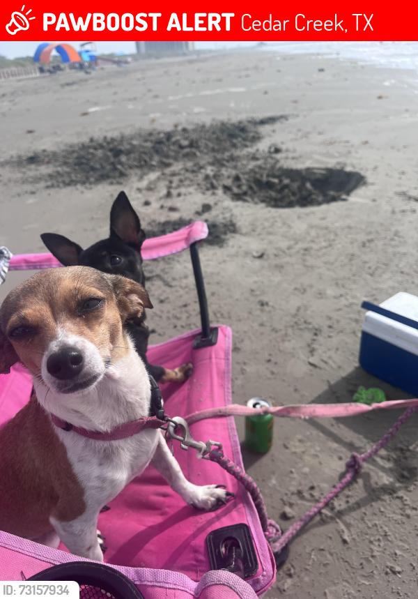 Lost Female Dog last seen Near pope bend south, Cedar Creek, TX 78612