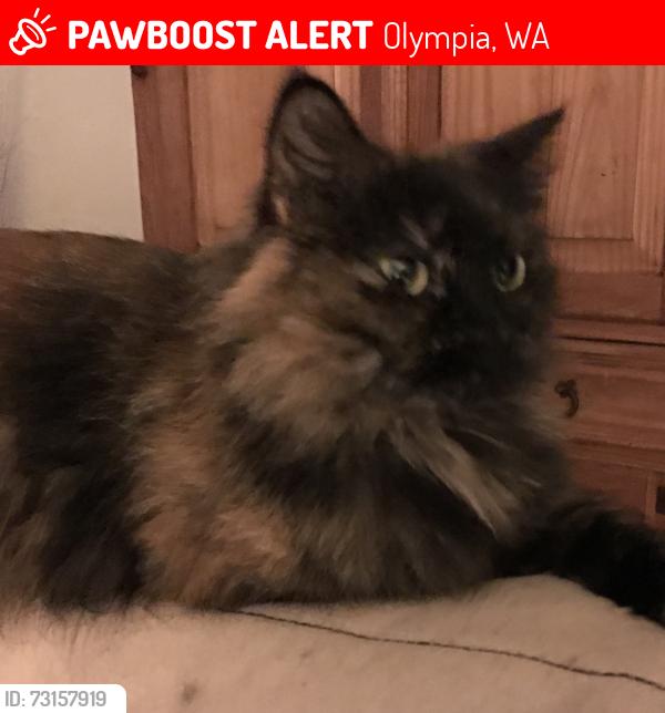Lost Female Cat last seen 105th str ln se, Olympia, WA 98501