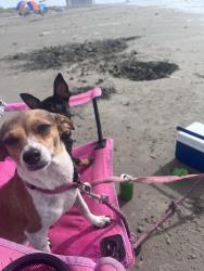 Lost Female Dog last seen Near pope bend south, Cedar Creek, TX 78612