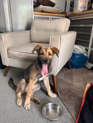 Found/Stray Female Dog last seen Apollo Park, Downey, CA 90242