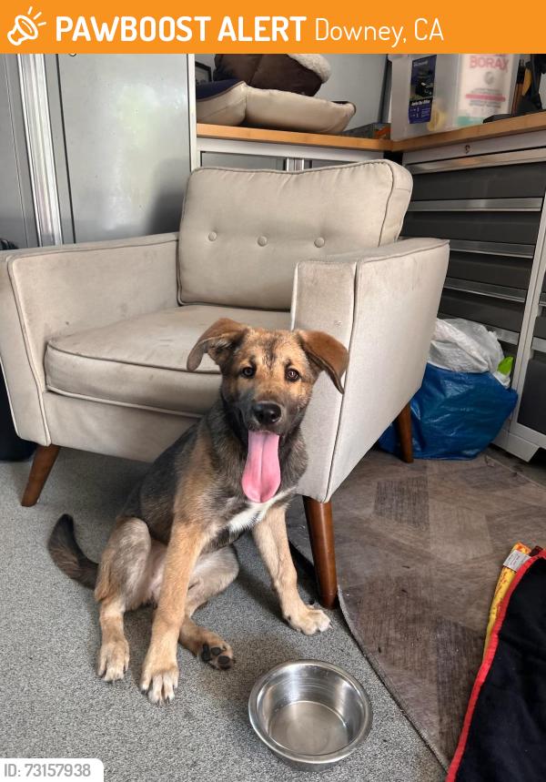 Found/Stray Female Dog last seen Apollo Park, Downey, CA 90242