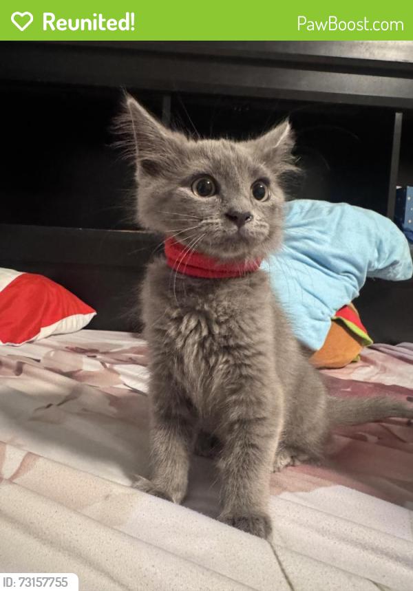 Reunited Female Cat last seen Chapman Ave, Garden Grove, CA 92842
