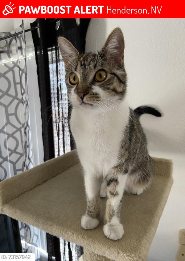 Lost Female Cat last seen Via Centro/Dimora st, Henderson, NV 89044