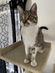 Lost Female Cat last seen Via Centro/Dimora st, Henderson, NV 89044