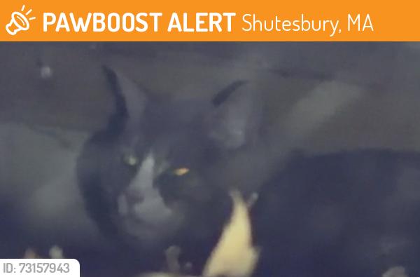 Found/Stray Unknown Cat last seen Brewer Rd Pelham MA, Shutesbury, MA 01072