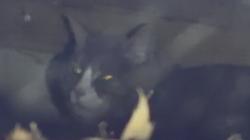 Found/Stray Unknown Cat last seen Brewer Rd Pelham MA, Shutesbury, MA 01072