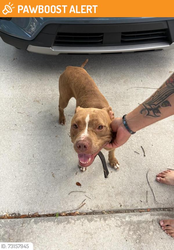 Found/Stray Male Dog last seen Henley, Green Cove Springs, FL 32043