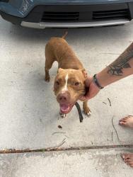 Found/Stray Male Dog last seen Henley, Green Cove Springs, FL 32043
