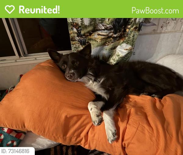 Reunited Male Dog last seen Last Seen Running down broadway street By Das park, Piqua, OH 45356