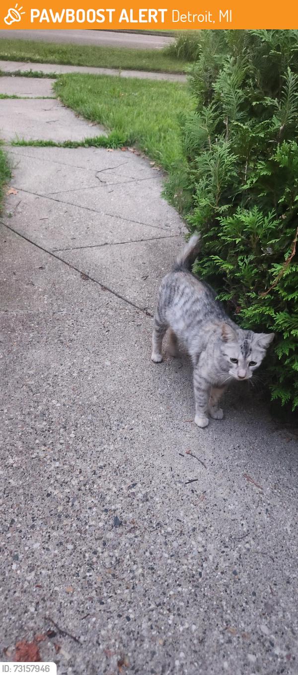 Found/Stray Female Cat last seen Lyndon and Penrod, Detroit, MI 48223