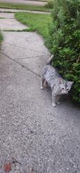 Found/Stray Female Cat last seen Lyndon and Penrod, Detroit, MI 48223