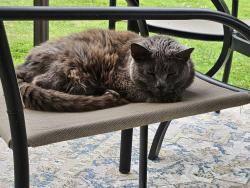 Found/Stray Unknown Cat last seen South Blvd and Rochester Rd, Troy, MI 48085