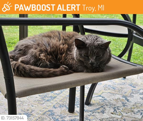 Found/Stray Unknown Cat last seen South Blvd and Rochester Rd, Troy, MI 48085