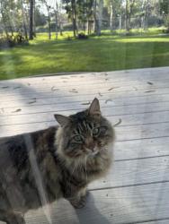 Lost Male Cat last seen Midway Rd & Gypsy Lane, Hartley, CA 95688