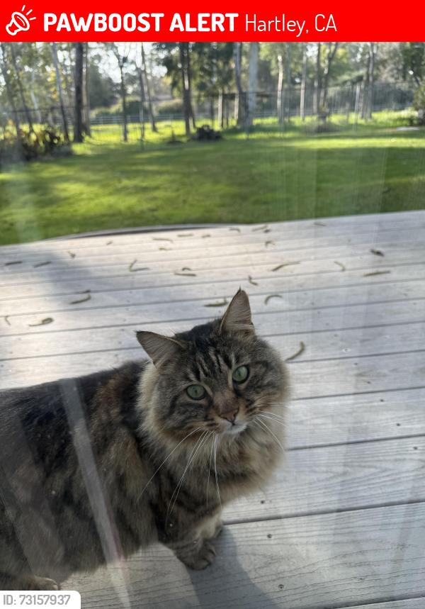Lost Male Cat last seen Midway Rd & Gypsy Lane, Hartley, CA 95688