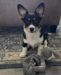 Lost Female Dog last seen Eagle St and Otter Rd, Casper, WY 82604