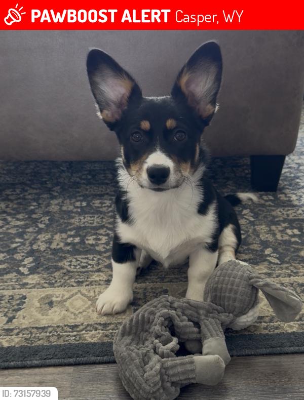 Lost Female Dog last seen Eagle St and Otter Rd, Casper, WY 82604
