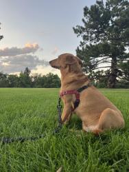 Reunited Male Dog last seen City Park, Fort Collins, CO 80521