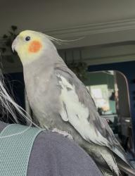 Lost Male Bird last seen 37th and Adams, Denver, CO 80205