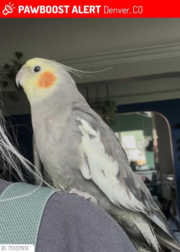 Lost Male Bird last seen 37th and Adams, Denver, CO 80205