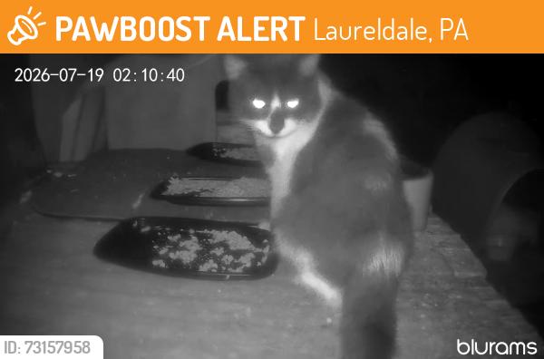 Found/Stray Unknown Cat last seen Bellevue Avenue, Laureldale, PA 19605
