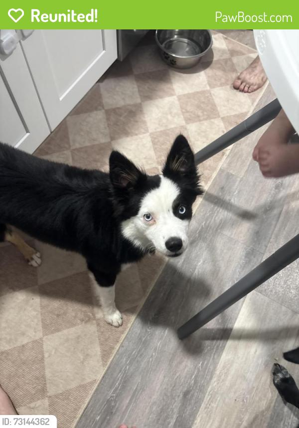 Reunited Male Dog last seen Thomas Road, Springtown, TX 76082