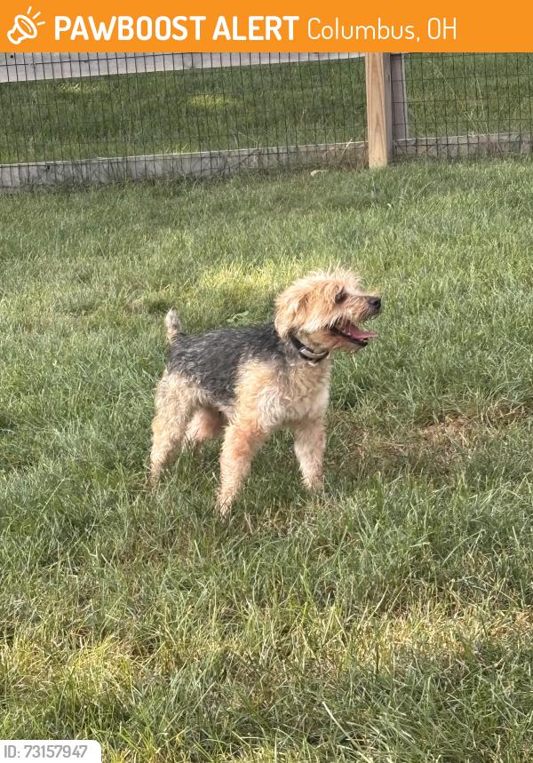 Found/Stray Unknown Dog last seen Doreen Ct & Noreen Dr off DublinnRd, Columbus, OH 43221