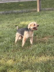 Found/Stray Unknown Dog last seen Doreen Ct & Noreen Dr off DublinnRd, Columbus, OH 43221