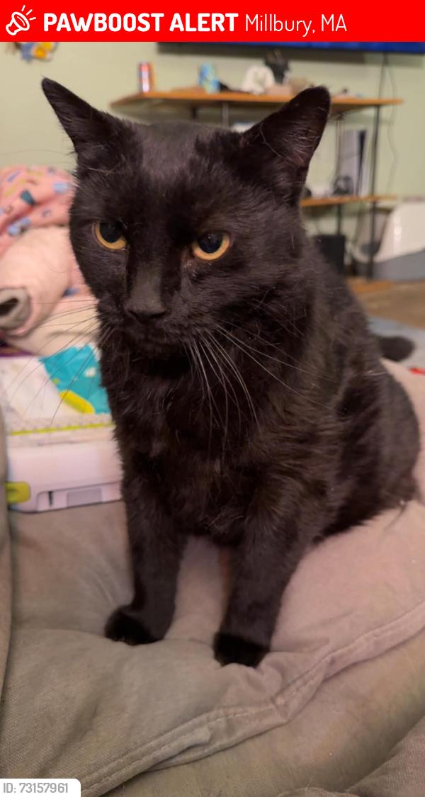 Lost Male Cat last seen Wingfoot lane, Millbury, MA 01527