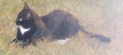 Found/Stray Unknown Cat last seen Ohio Welcoming Center after crossing from Indy, Marion, IN 46952