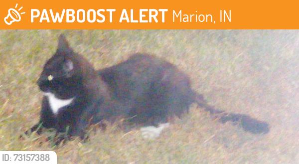 Found/Stray Unknown Cat last seen Ohio Welcoming Center after crossing from Indy, Marion, IN 46952