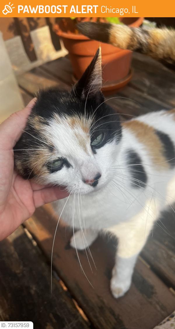 Found/Stray Female Cat last seen W. Cullom Avenue and North Albany, Chicago, Chicago, IL 60618