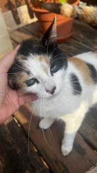 Found/Stray Female Cat last seen W. Cullom Avenue and North Albany, Chicago, Chicago, IL 60618