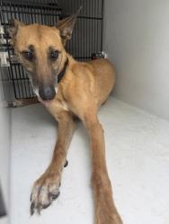 Shelter Stray Female Dog last seen 71N & Fulton, 2nd District, OH, 9203 Detroit Ave, Cleveland, OH 44102, USA